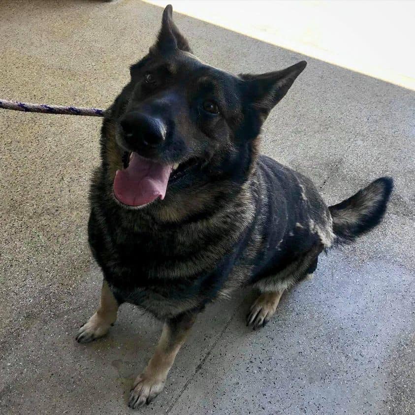 Is this the end of senior Bella’s story at crowded Riverside shelter?