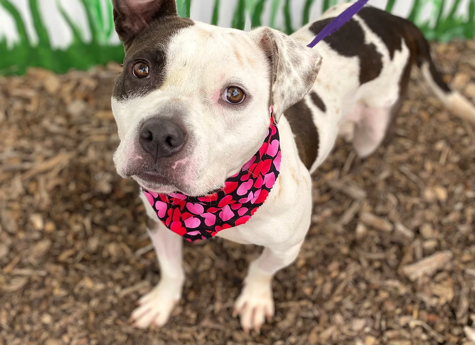 Update: Dog who chewed off her back leg after being tied and couldn’t move heading to Utah sanctuary