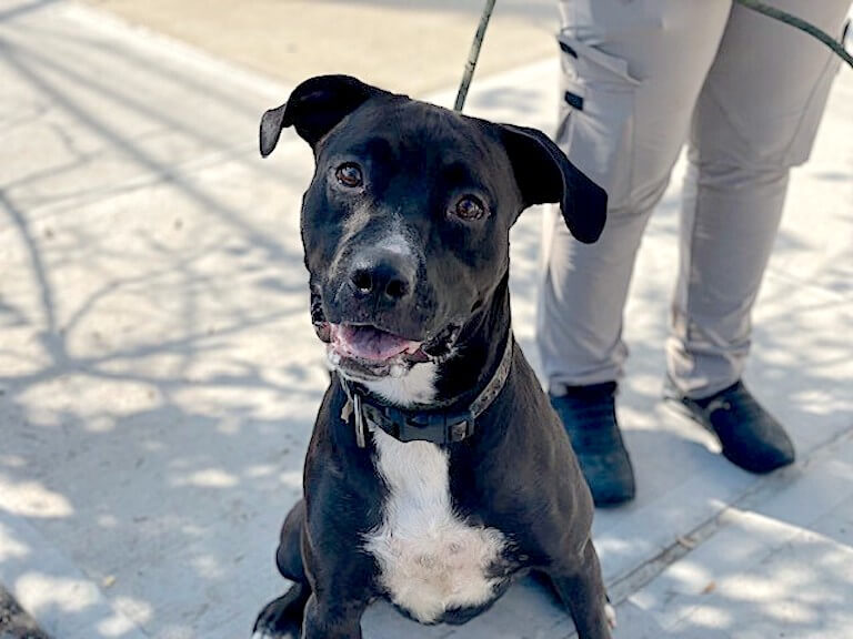 Cute puppy purchased from pet store slated to needlessly die at NYC shelter tomorrow