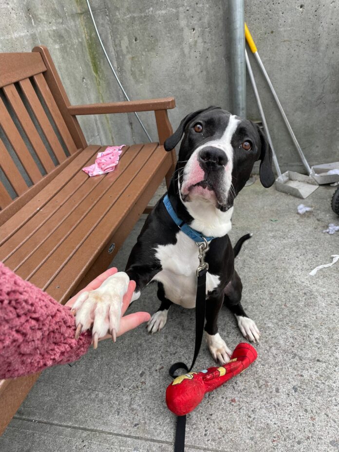 Dog devastated as owners loaded pup into animal control truck and bid her good-bye