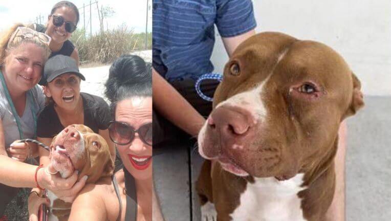 Dog lost after crash in Florida Everglades’ alligator infested area found safe 9 days later