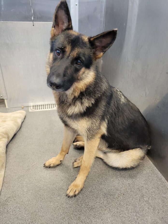 Prettiest one-year-old shepherd at overcrowded Texas shelter in danger of being put to sleep