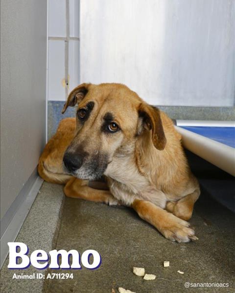 Starving dog left tethered to a bus stop sign on shelter’s list to be put to sleep