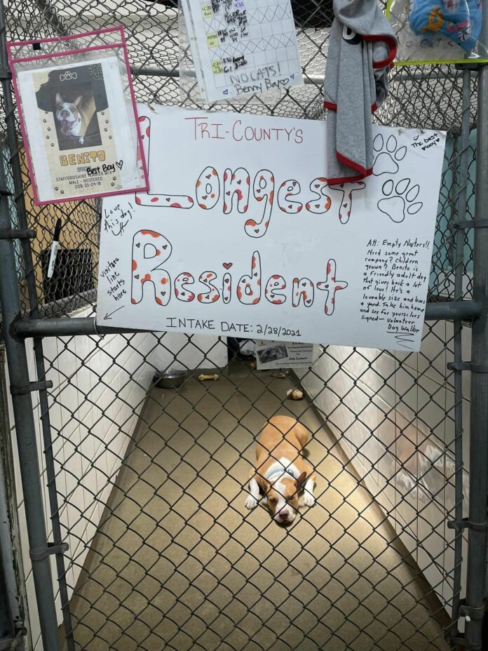 Shelter’s longest resident has been waiting for 2 years and pulling at our heartstrings