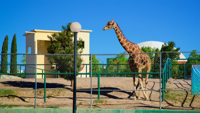 Lonely giraffe Benito on 50 hour road trip to find warm spot and hopefully a mate