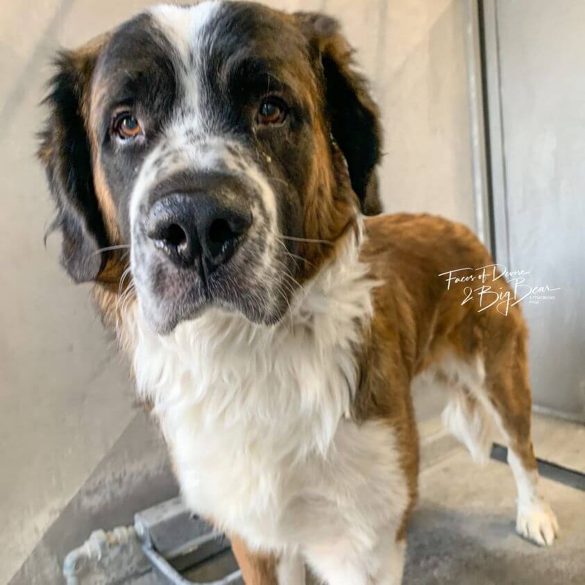 St Bernard puppy dumped at shelter after his owners never bothered to train him