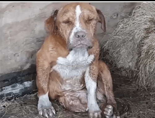 Help: Saddest boy has no light in his eyes nor has ever known kindness