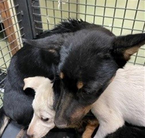 Shelter dogs cling onto each other for comfort at crowded California shelter