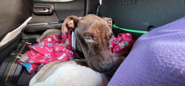 Heartbreaking: Blind Benny dumped at shelter after he stopped eating a month ago