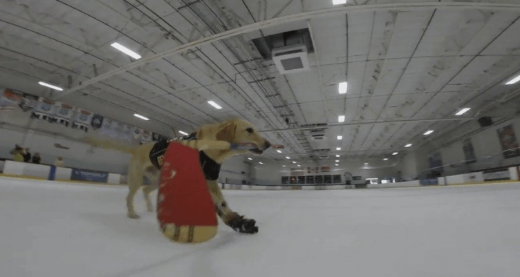 benny-the-ice-skating-dog-1-1