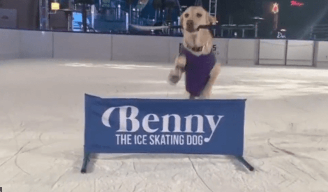 Benny the ice skating dog