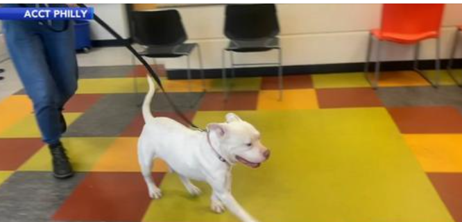 Dog missing for 3 years reunited with late owner’s sister in Memphis