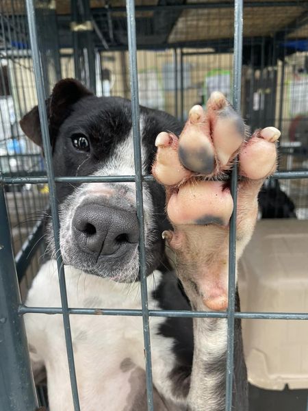 ‘Bentley’ is breaking hearts after 310 days at Alabama shelter
