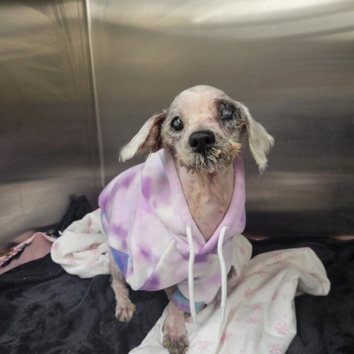 Saddest pup victim of heartbreaking neglect rescued in Ohio
