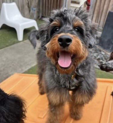 Bernedoodle puppy safe after stolen with dog walking van