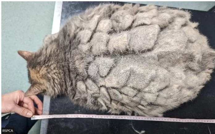 Overweight kitty ‘the largest I have ever seen’ abandoned in sports bag making awesome recovery