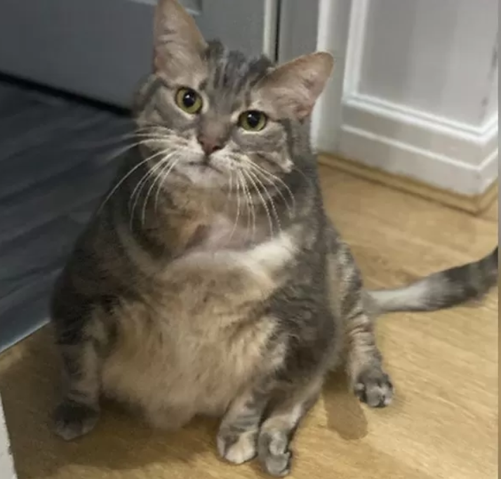 bertha-the-cat