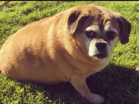 ‘Jabba the Hutt’ puggle lost half her weight to become more adoptable