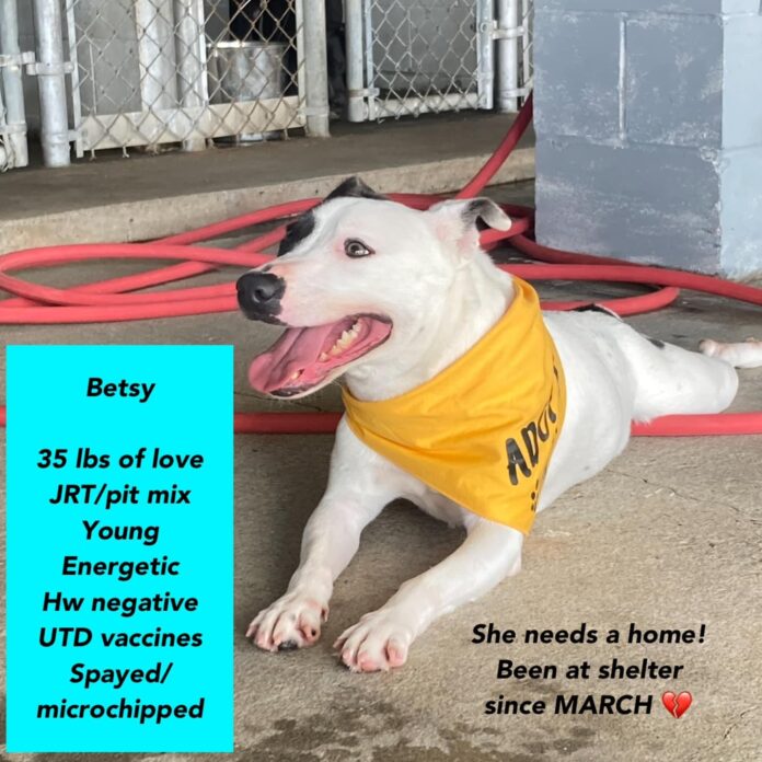 Bertie County Humane Society’s worst emergency: Needs help placing dogs