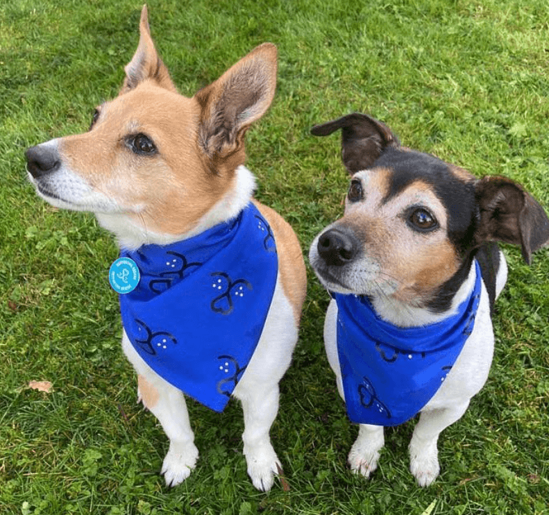 New dogs of Buckingham Palace are rescue pooches