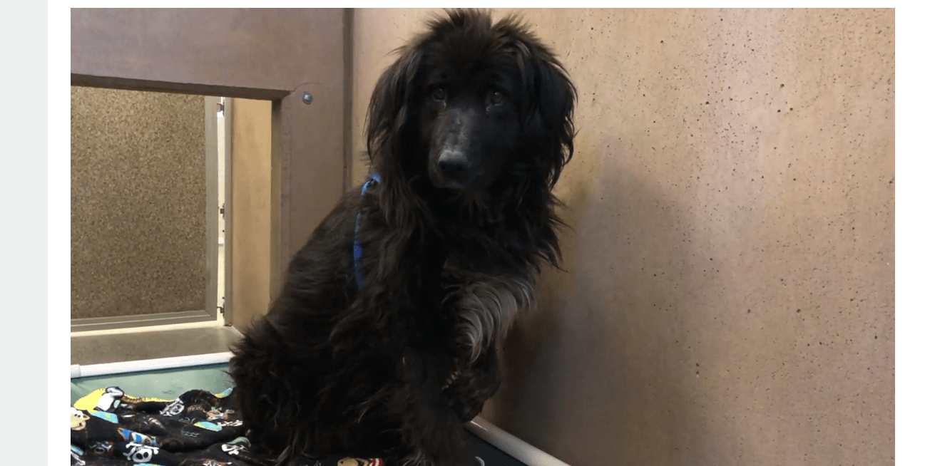 Dog lost in wildfire last summer found 150 miles away in Oregon woman’s garden