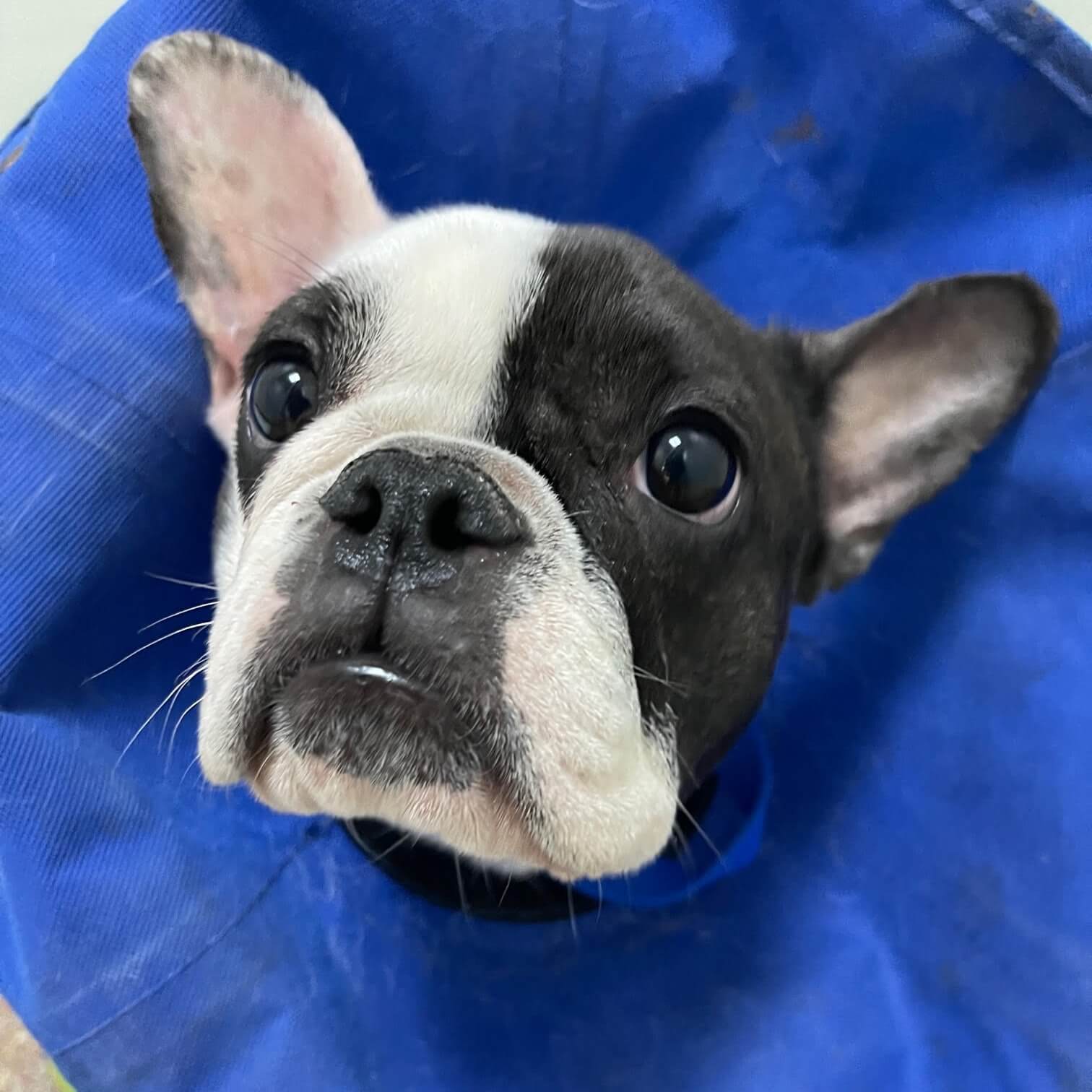 French bulldog abandoned outside of Charleston rescue discovered with serious injuries recovering