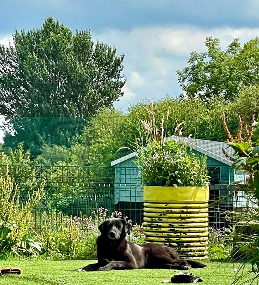 betty-the-dog-1-1