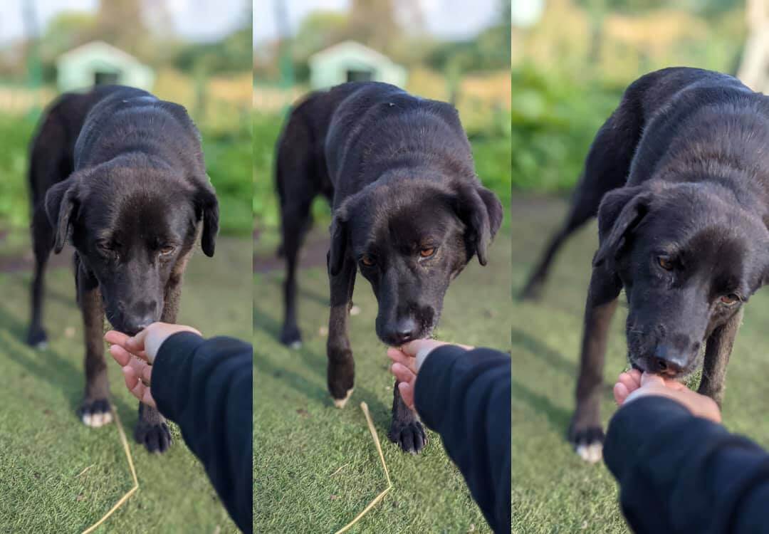 It took 600 days before the ‘most broken’ dog would accept a treat from volunteers