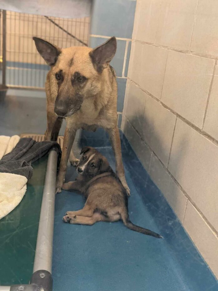 Beautiful mom German shepherd and her only surviving puppy found roaming the streets of Dallas need immediate rescue
