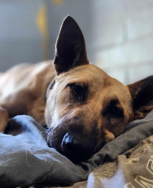 Beautiful German shepherd struck by car is still sweet but needs emergency rescue