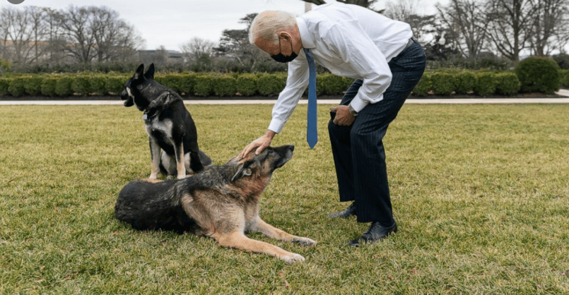 President Biden’s dogs staying in Delaware after ‘biting incident’ with Major