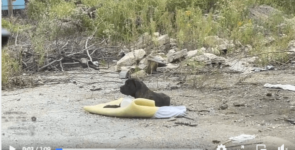 Update on abandoned dog under bridge who trusted no one
