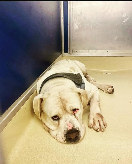 Gentle giant Joe presses through bars of his shelter cage for scratches before he takes his last walk
