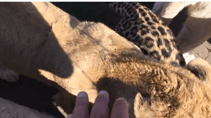 big-cats