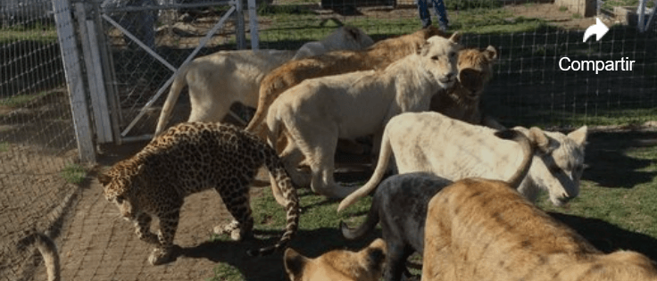 big-cats1