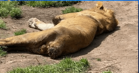 big-cats2