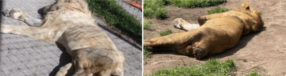 Big Cats3