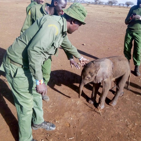 Orphaned baby elephant roaming alone in national park rescued