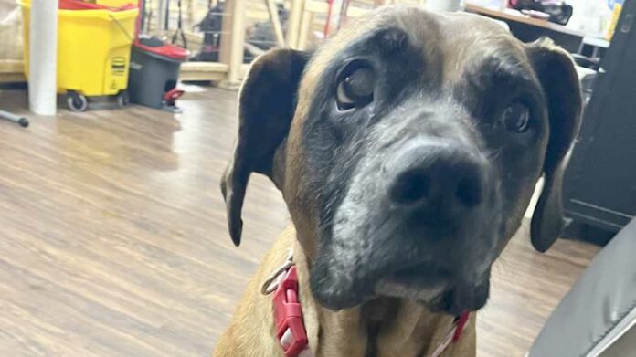 Heartbreaking story of dog with massive tumor abandoned in cold of the night finds happy future
