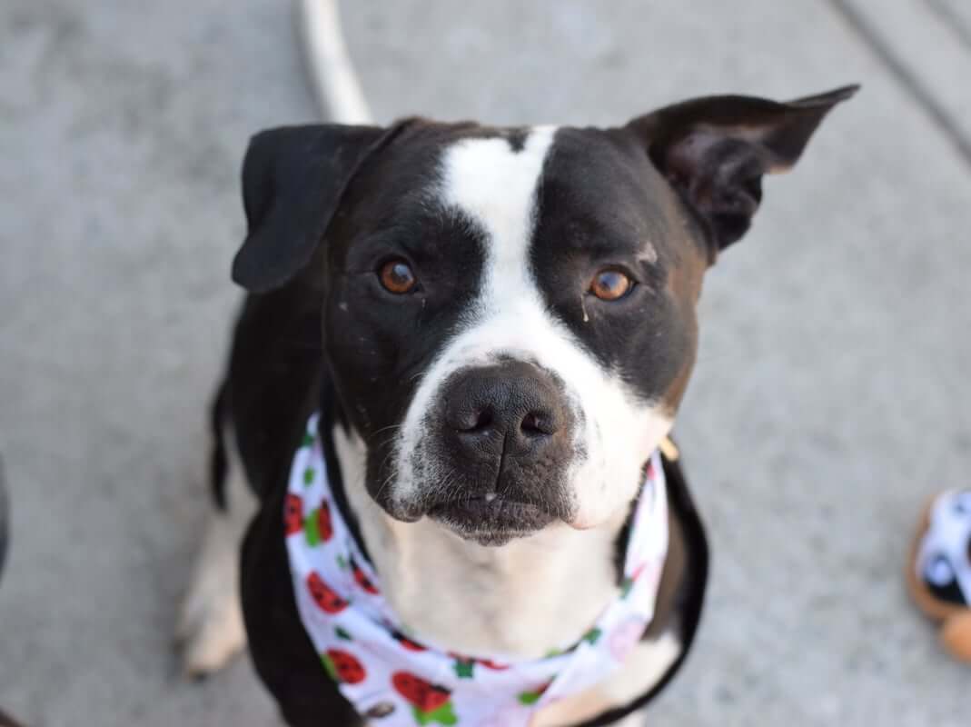 Sweet pup had been left in basement to die and now NYC shelter plans to end his life