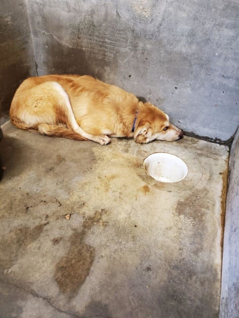 UPDATE: Lab is so young, so scared but sweet and desperately needs our help