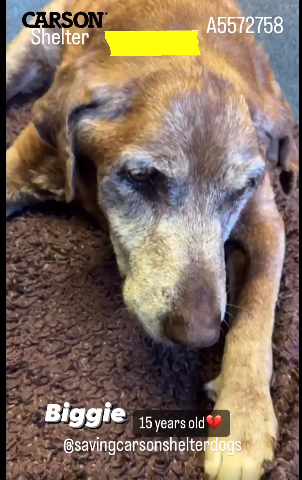 URGENT: 15 year old Lab retriever dumped at shelter by owner needs rescue
