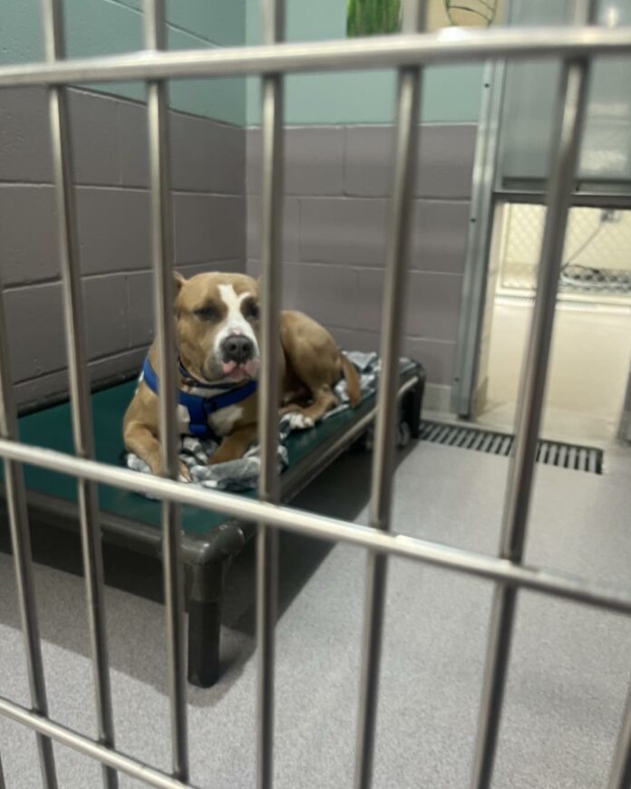 Shelter dog can’t find someone to love him because people call him ‘scary’ looking