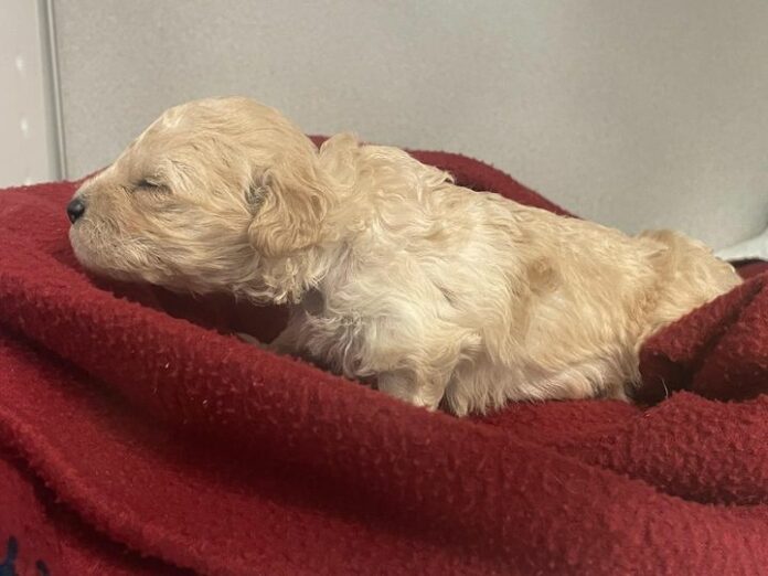 UPDATE: 19 day old puppy accidentally fed improperly