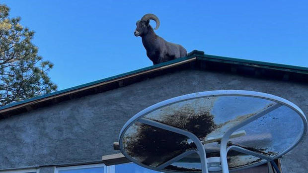 Yikes! Bighorn sheep gets stuck on roof of home in Colorado