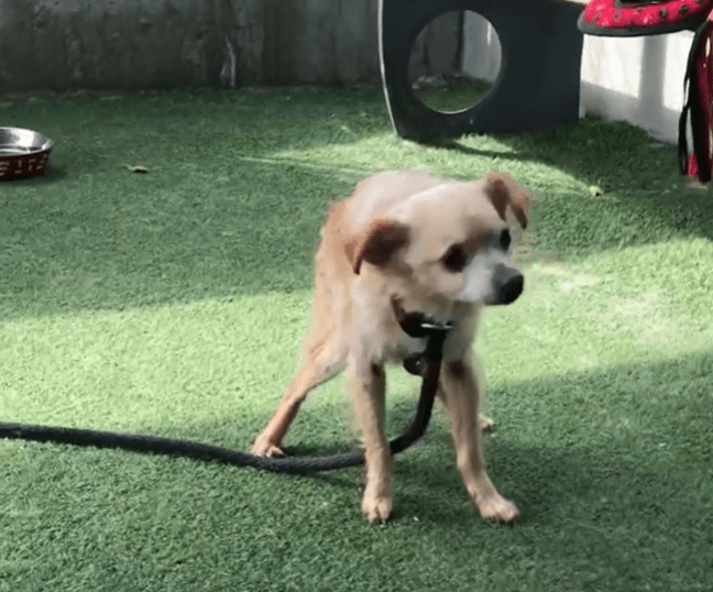 12-year-old Bilbo shelter stray ‘about to burst into tears’