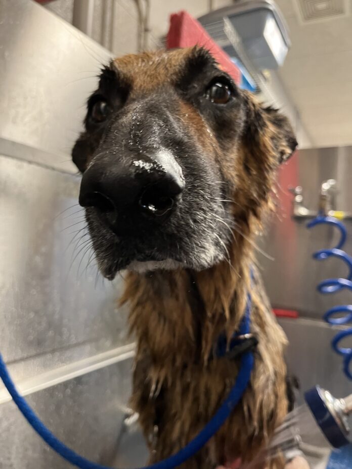 UPDATE: ‘Sack of bones’ German shepherd making progress in his recovery