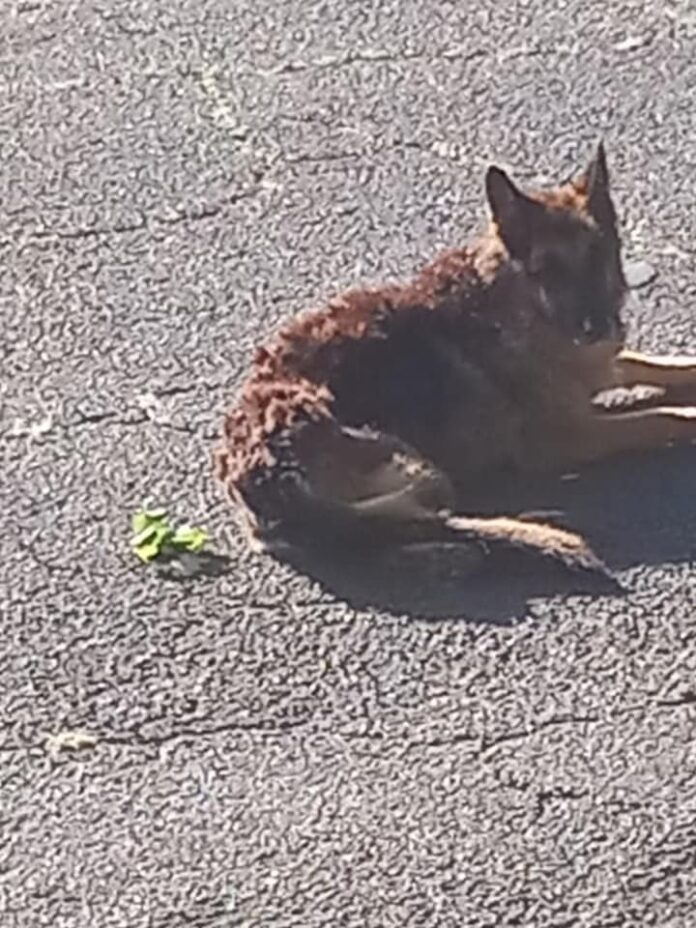 Aged and skinny ‘sack of bones’ dog living in trash receives warm welcome from heroes at St. Louis rescue