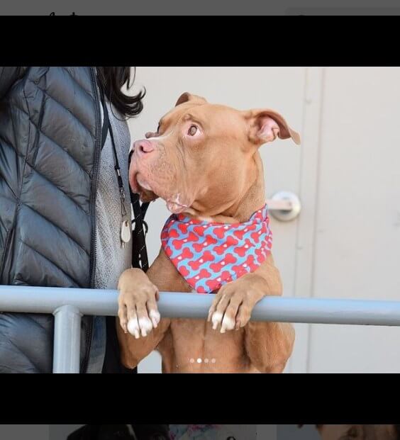 Dog has hopeful eyes but has been let down by everyone and his death sentence has been signed