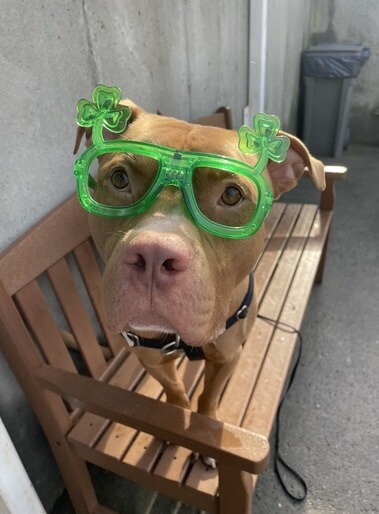 bill-the-dog2